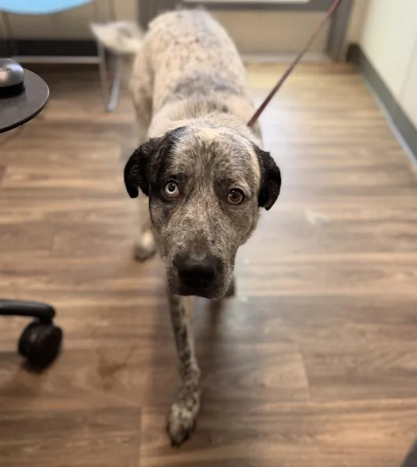 An adult large-sized male Shepherd dog named Super for adoption in San Diego, CA