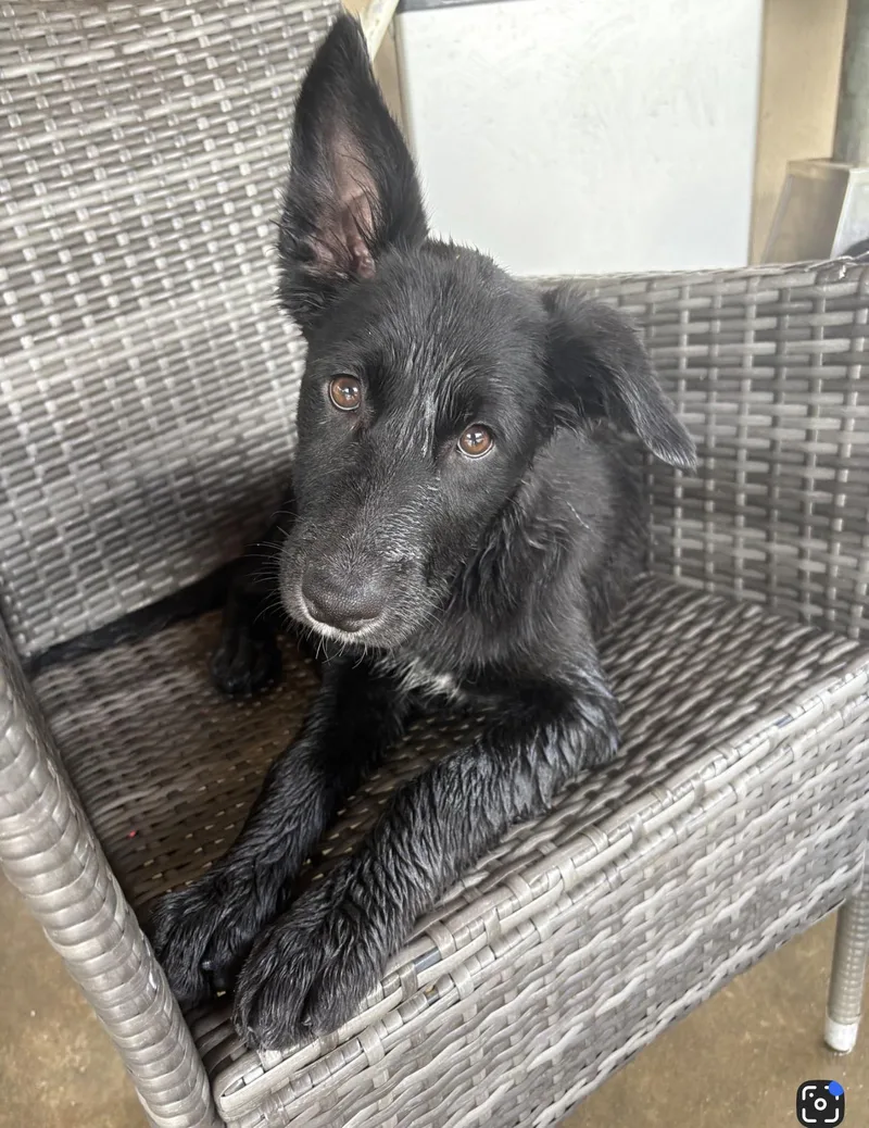 A baby small-sized female Black Mixed Breed dog named Genesis for adoption in Hamden, CT