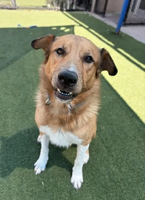 A young extra large-sized male Mixed Breed dog named Leonidas for adoption in Dallas, TX