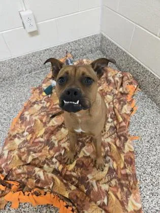 An adult medium-sized male Mixed Breed dog named Skittles for adoption in Westland, MI