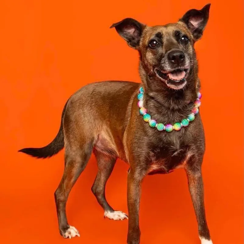 An adult medium-sized female Bicolor Mixed Breed dog named Bb for adoption in Alma, MI