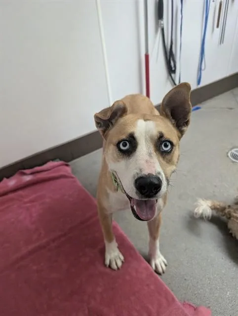 Nova