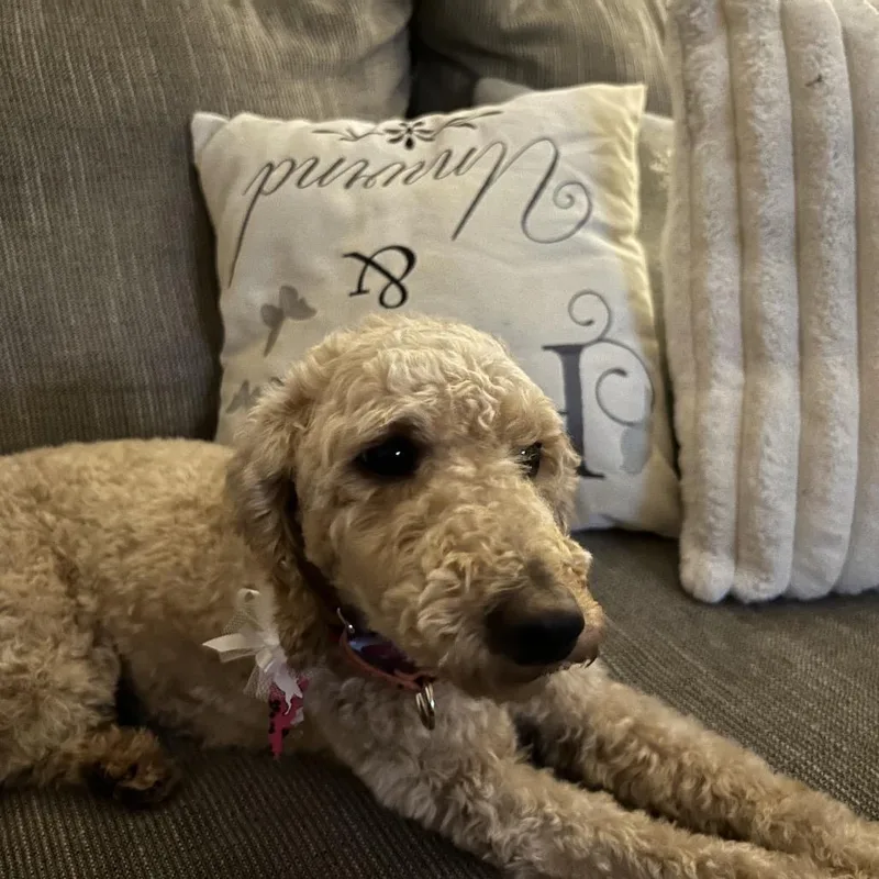 An adult small-sized female Yellow / Tan / Blond / Fawn Miniature Poodle dog named Alabama for adoption in Sinking Spring, PA