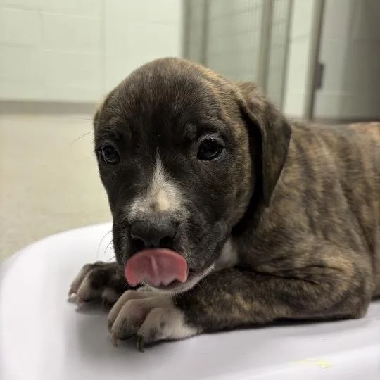 A baby small-sized male Brindle Mixed Breed dog named Dickens for adoption in Chattanooga, TN