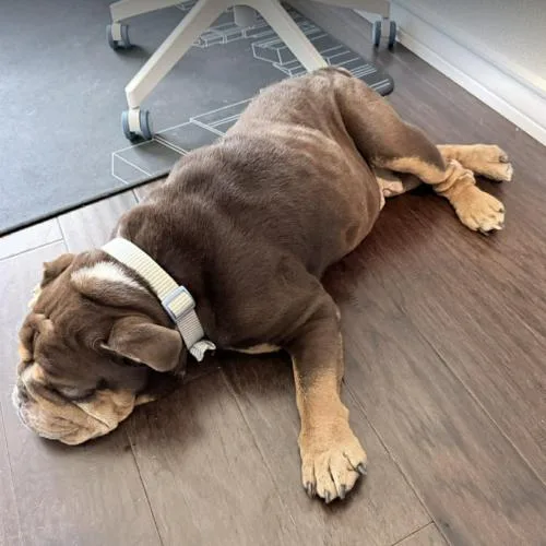 A young medium-sized female Bicolor English Bulldog dog named Paprika for adoption in Austin, TX