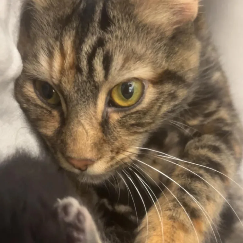 Dust Bunny thumbnail 2