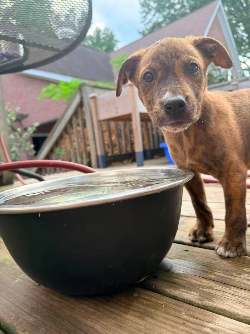 A baby medium-sized male Brindle Pit Bull Terrier dog named Churro for adoption in Ayden, NC