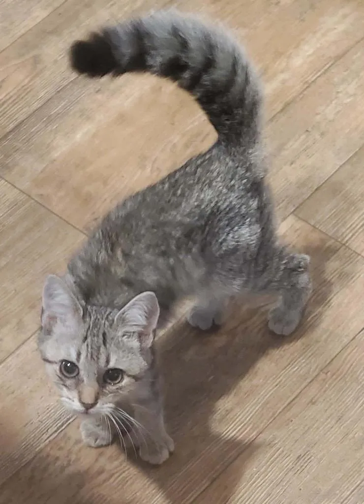 A baby small-sized female Domestic Short Hair cat named Fish Stick for adoption in Gorham, ME