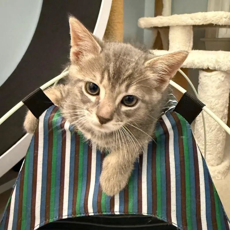 A baby small-sized male Gray / Blue / Silver Domestic Short Hair cat named Tonka for adoption in Germantown, MD