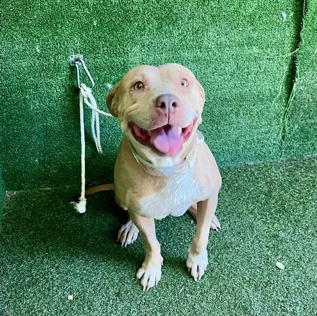 An adult large-sized female Staffordshire Bull Terrier dog named Autumn for adoption in Lancaster, CA