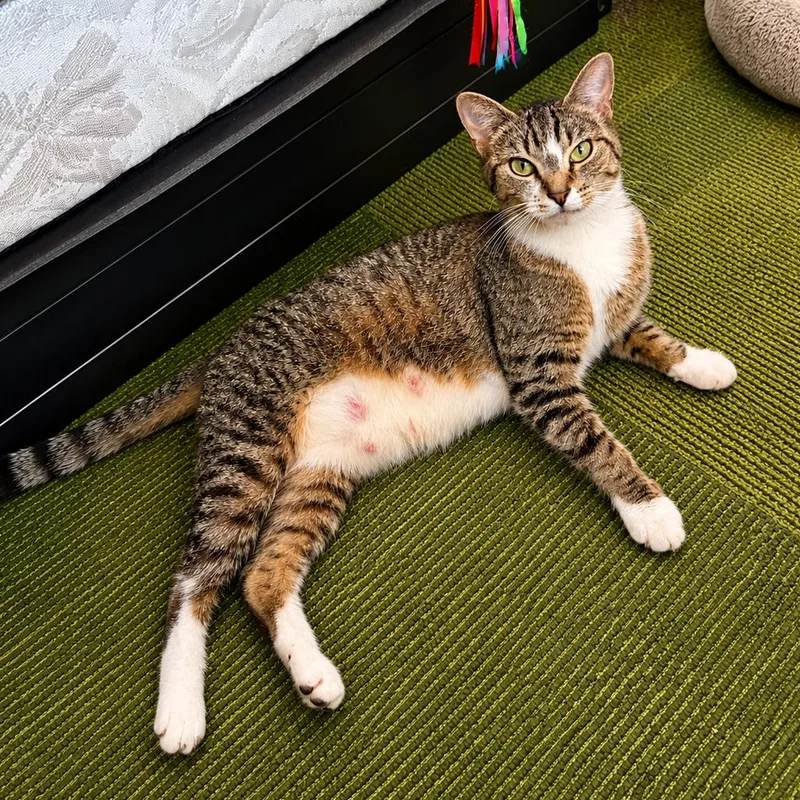 An adult small-sized female Brown / Chocolate Domestic Short Hair cat named Bae for adoption in Hopkinton, MA