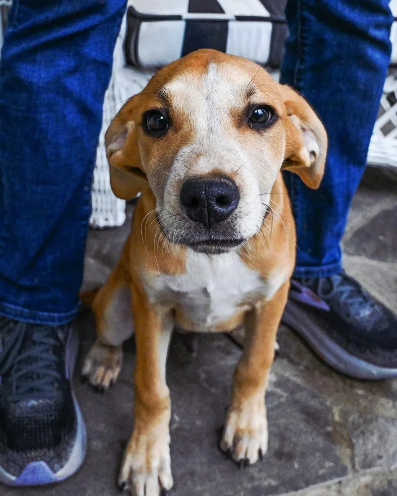 A young medium-sized male Labrador Retriever dog named Puppy Ash for adoption in Franklin, TN