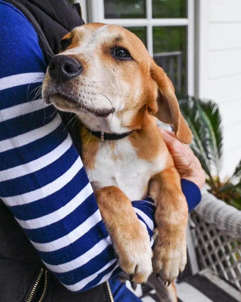 Puppy Ash thumbnail 2