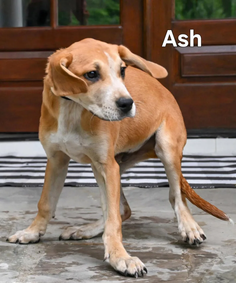 Puppy Ash thumbnail 3