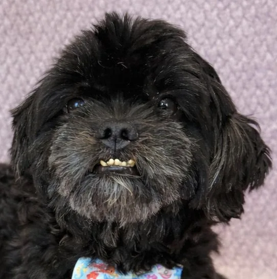 A young small-sized male Black Shih Tzu dog named Gizmo for adoption in Lodi, CA