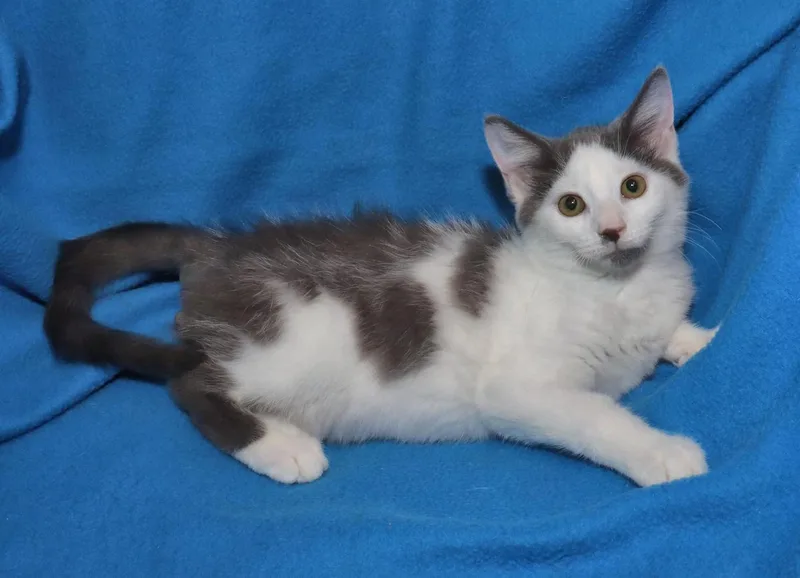 A baby medium-sized male Gray & White Domestic Short Hair cat named Marcus for adoption in Euclid, OH