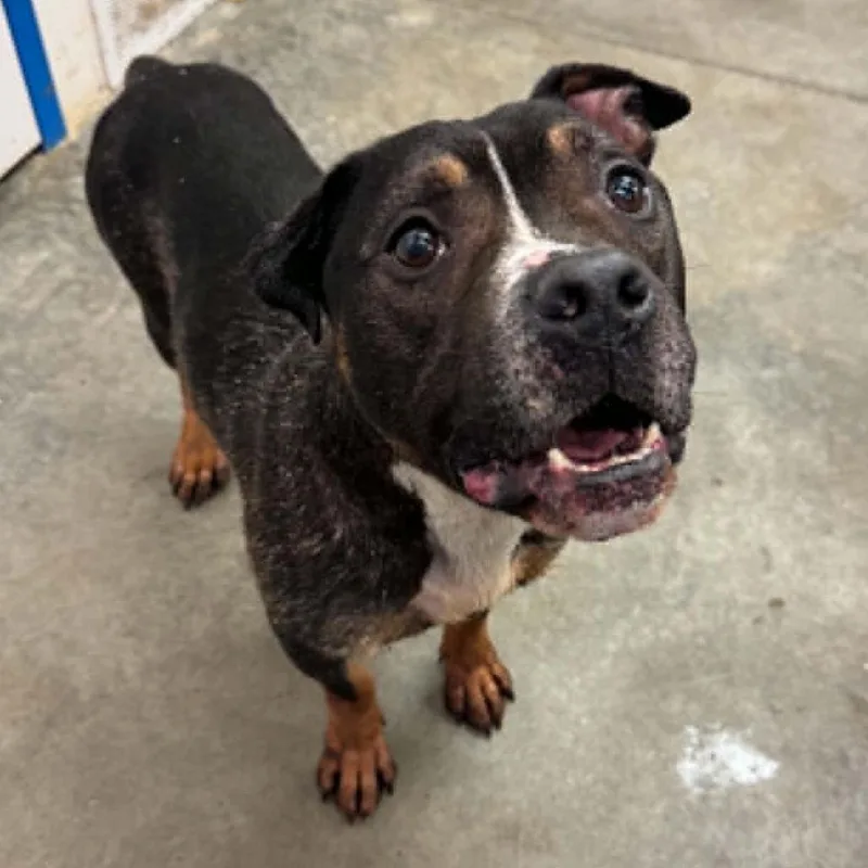 An adult medium-sized male Brown / Chocolate English Bulldog dog named Dewey for adoption in Melbourne, KY
