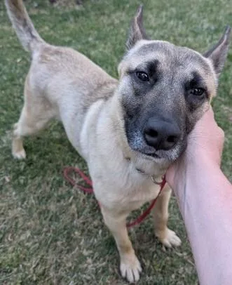 Mr Woofy thumbnail 4