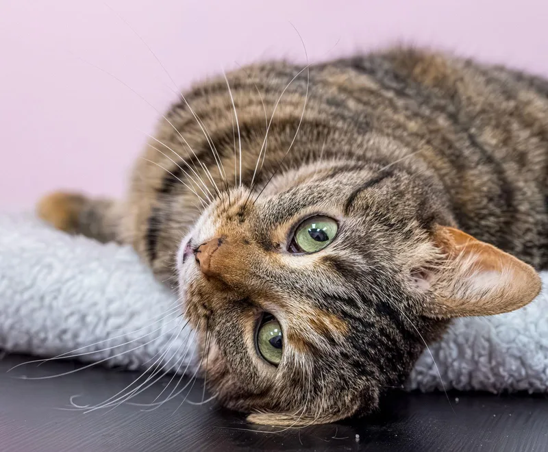 An adult medium-sized female Torbie cat named Zoey  Kbc for adoption in Dublin, OH
