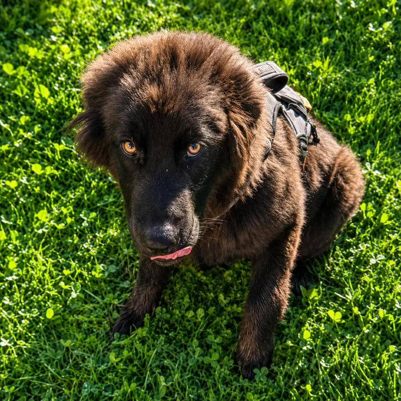 A young medium-sized male Black German Shepherd Dog dog named Shadow for adoption in Rogersville, MO