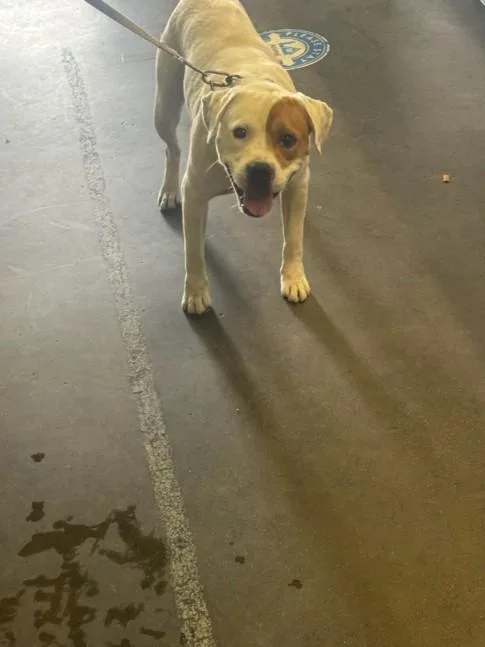 An adult large-sized male Pit Bull Terrier dog named Spot for adoption in Los Angeles, CA