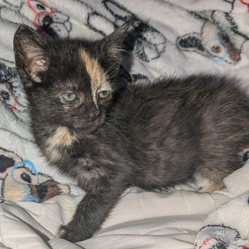 A baby small-sized female Tortoiseshell Domestic Short Hair cat named Praying Mantis for adoption in Jefferson city, TN