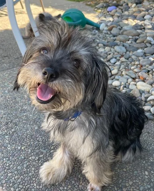 An adult small-sized female Terrier dog named Buffy for adoption in Redwood City, CA