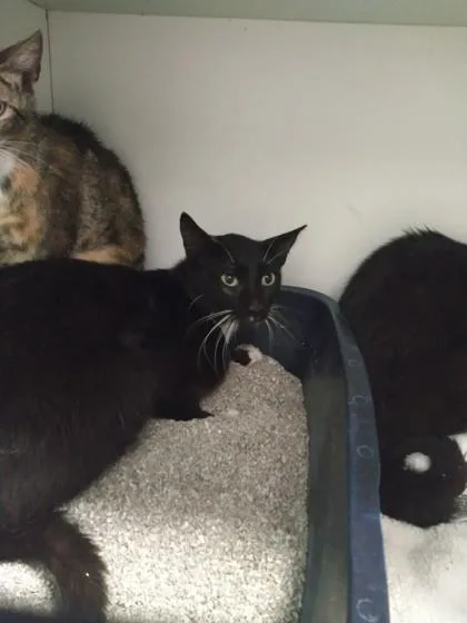An adult small-sized male Domestic Short Hair cat named Tiger for adoption in Palm Coast, FL