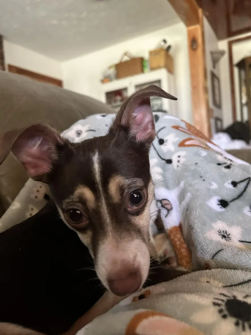 A baby small-sized female Brown / Chocolate Chihuahua dog named Royal Rose for adoption in New York, NY