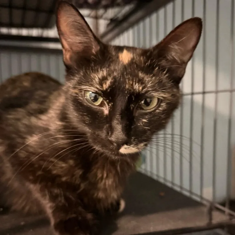 An adult small-sized female Tortoiseshell Domestic Short Hair cat named Ladybug for adoption in Overland Park, KS