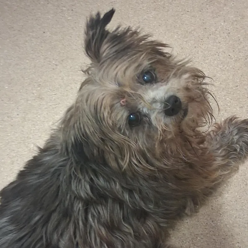 A senior small-sized female Mixed Breed dog named Elley for adoption in Fort Bragg, CA
