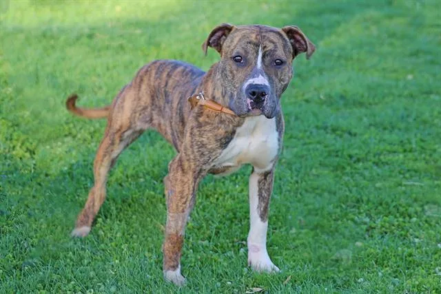 An adult medium-sized female Pit Bull Terrier dog named Gurdy for adoption in Albuquerque, NM
