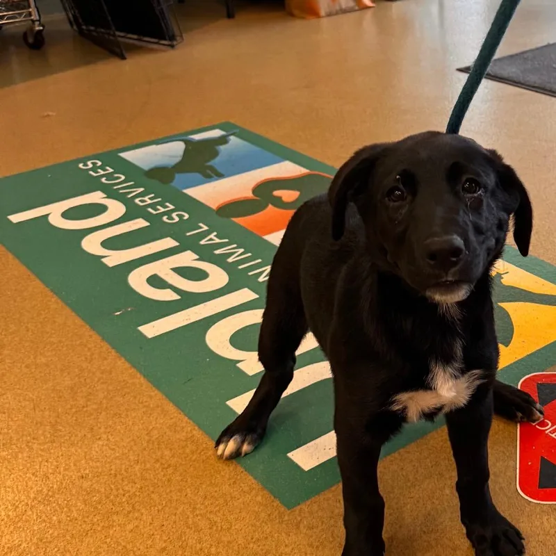 A baby small-sized female Black Labrador Retriever dog named Holly for adoption in Upland, CA