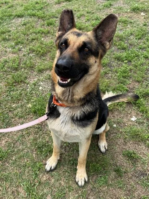 An adult large-sized female German Shepherd Dog dog named Tippy for adoption in Naples, FL