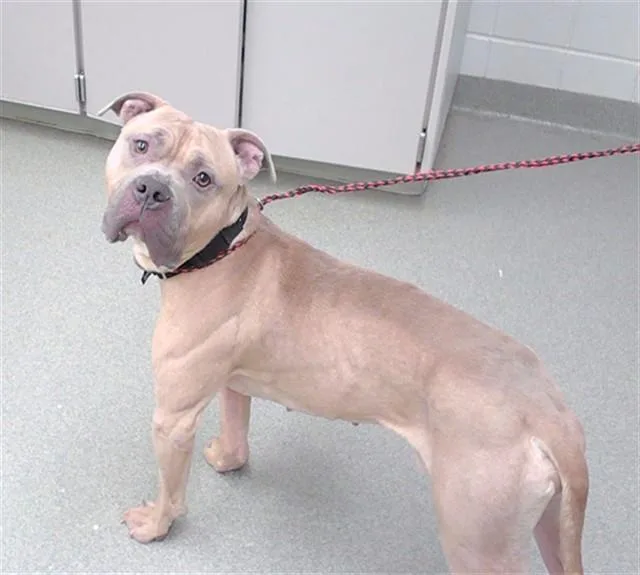 An adult large-sized male American Bulldog dog named Scrabble for adoption in Omaha, NE