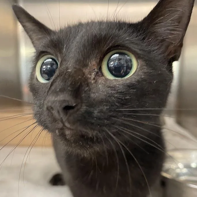 A young medium-sized female Brown / Chocolate Domestic Short Hair cat named Mimi for adoption in Port Charlotte, FL