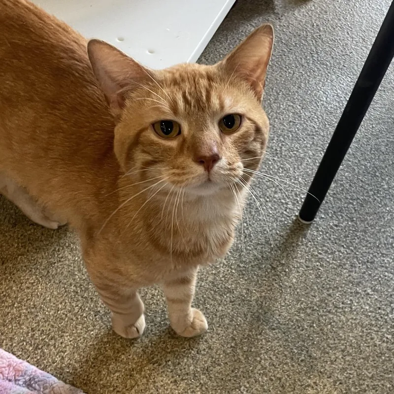 An adult medium-sized male Orange / Red Domestic Short Hair cat named Bollywood for adoption in Chicago, IL