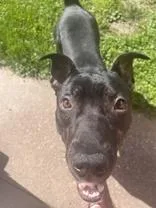An adult medium-sized male Black Pit Bull Terrier dog named Bubba for adoption in Moline, IL