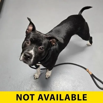 A young large-sized male Mixed Breed dog named Terrance for adoption in Eugene, OR