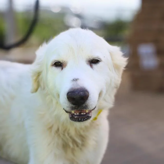 An adult large-sized male Great Pyrenees dog named Whitey for adoption in San Antonio, TX