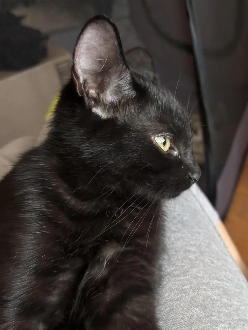 A baby small-sized female Black Domestic Short Hair cat named Raven for adoption in Miami, FL