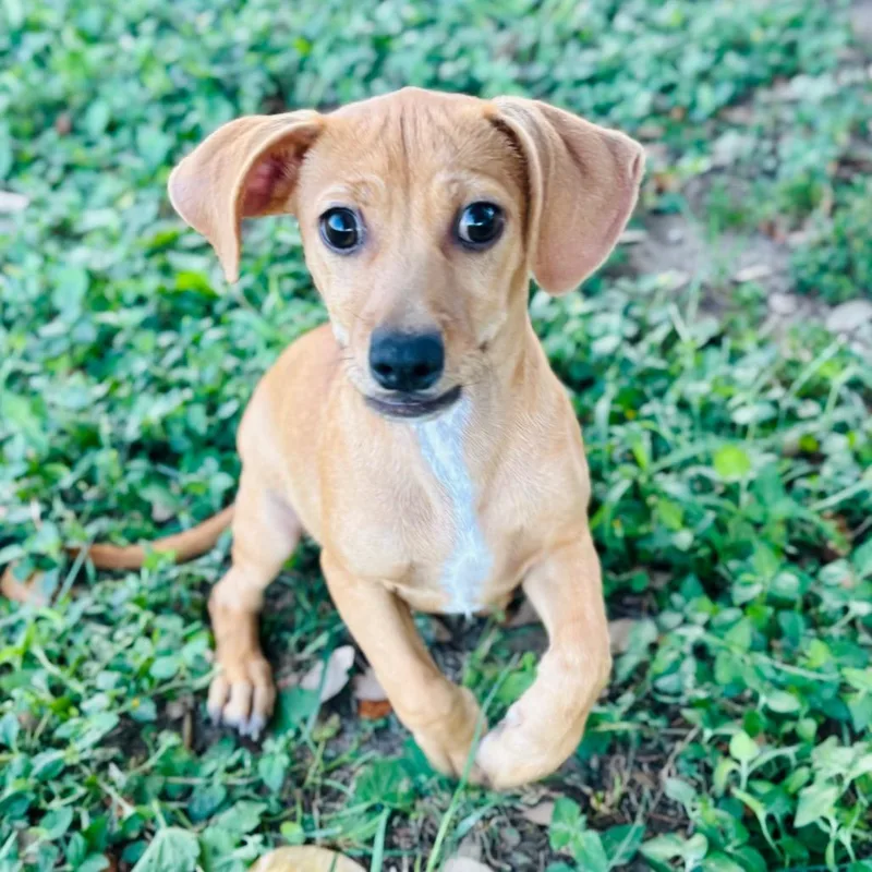 A baby small-sized male Brown / Chocolate Chihuahua dog named Gill for adoption in Bastrop, TX