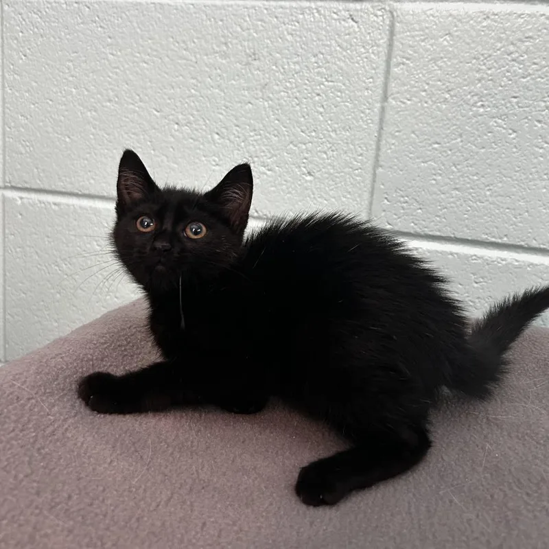 A baby small-sized female Black Domestic Short Hair cat named Swimmer for adoption in Spruce Pine, NC