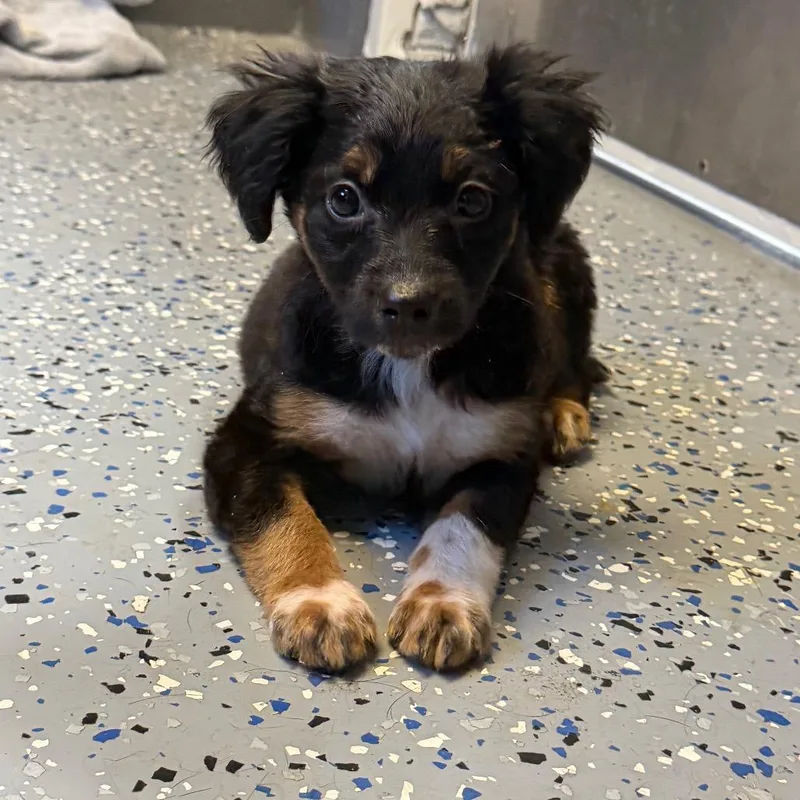 A baby small-sized female Black Terrier dog named Tuscstray_ for adoption in Tuscaloosa, AL