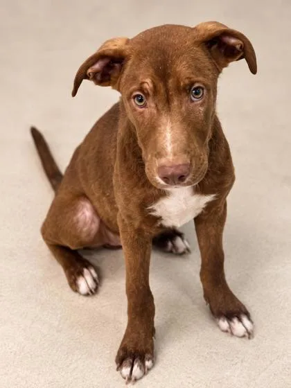 A young medium-sized male Retriever dog named Cameron for adoption in Gulfport, MS