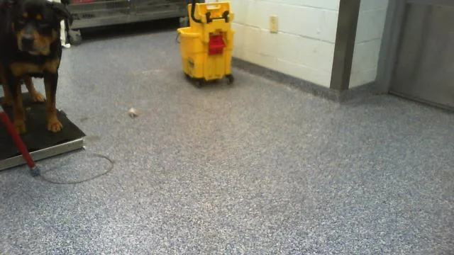 A young large-sized male Rottweiler dog named Smokey for adoption in Charlotte, NC