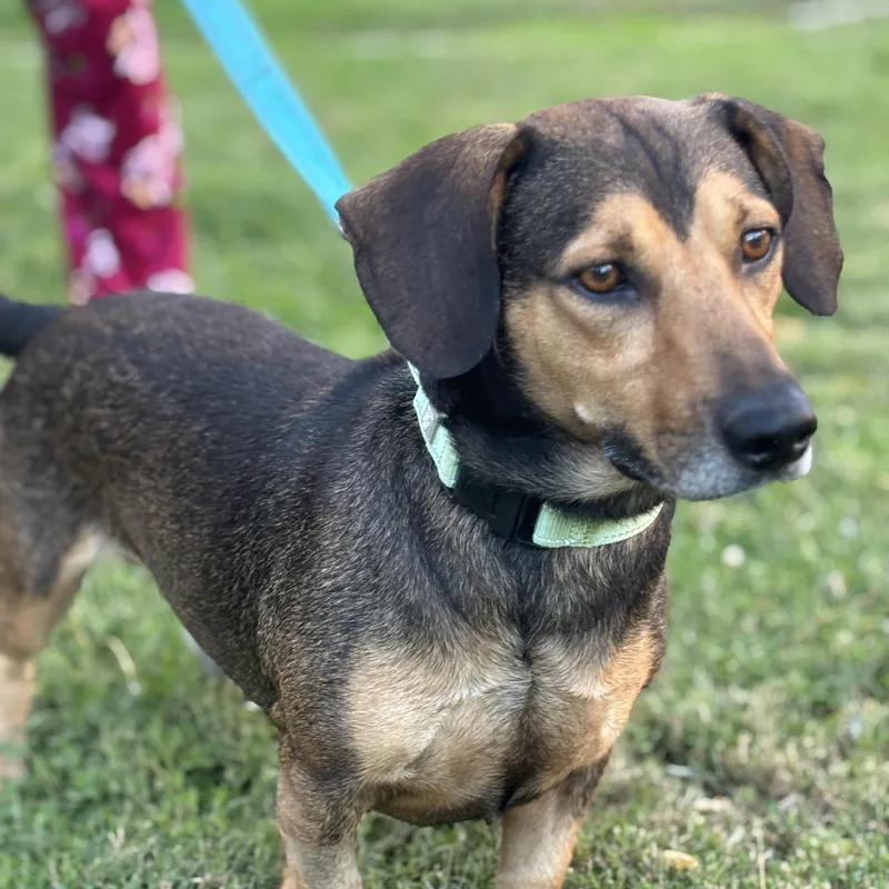 A baby small-sized male Brown / Chocolate Dachshund dog named Harold for adoption in Spring, TX