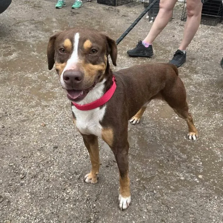 An adult medium-sized male Red / Chestnut / Orange Rottweiler dog named Taffy Mayor for adoption in Austin, TX