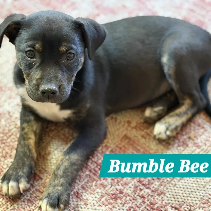Bumble Bee