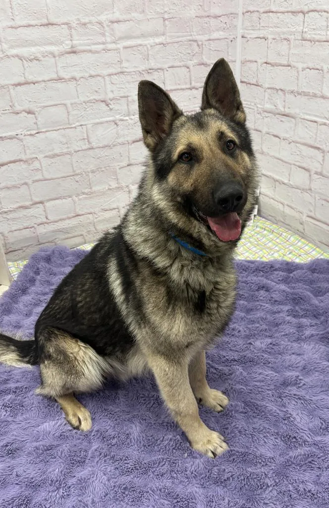 An adult medium-sized male Mixed Breed dog named Carl Sagan for adoption in Detroit, MI